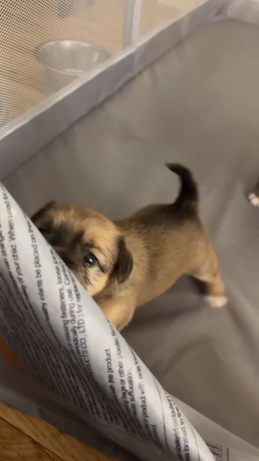 Mixed Breed dogs for sale: Rocky - Video 1