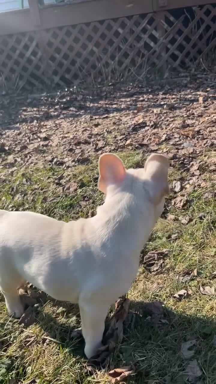 French Bulldog dogs for sale: Diva - Video 1