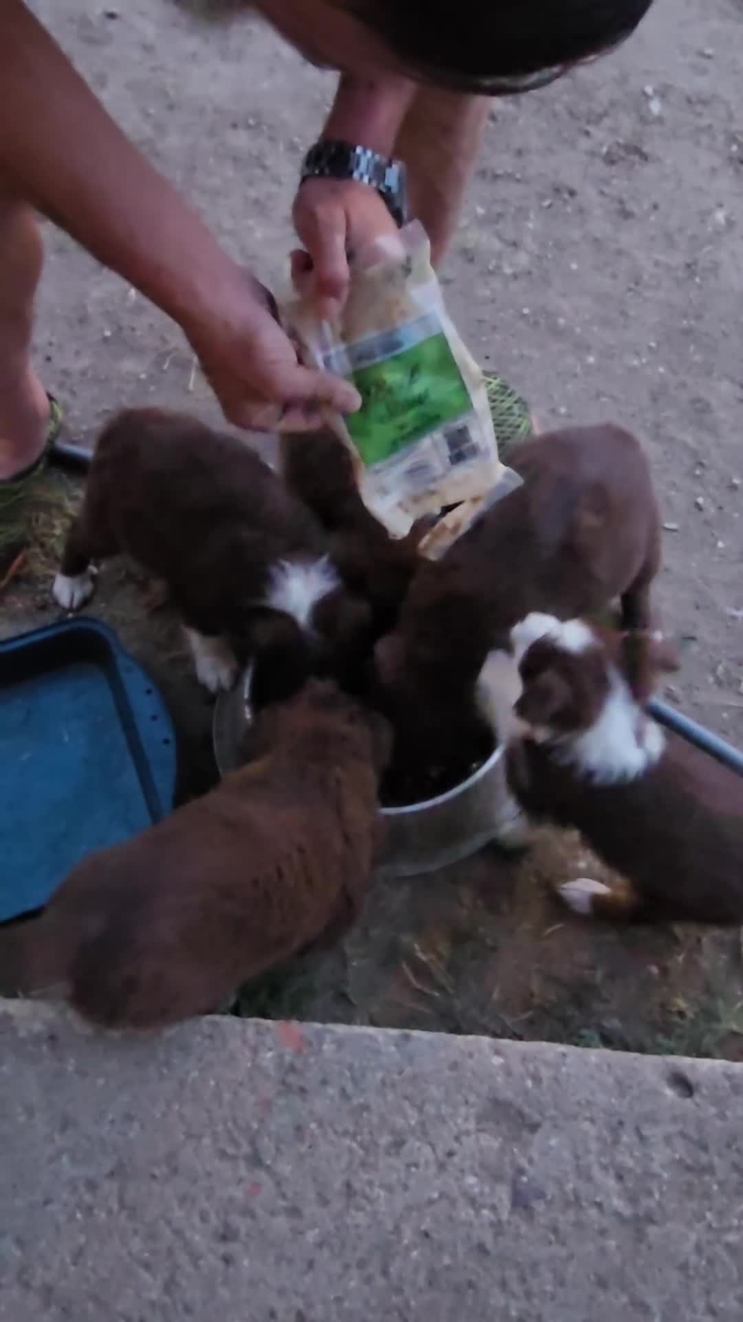 Australian Shepherd dogs for sale: Midget - Video 3