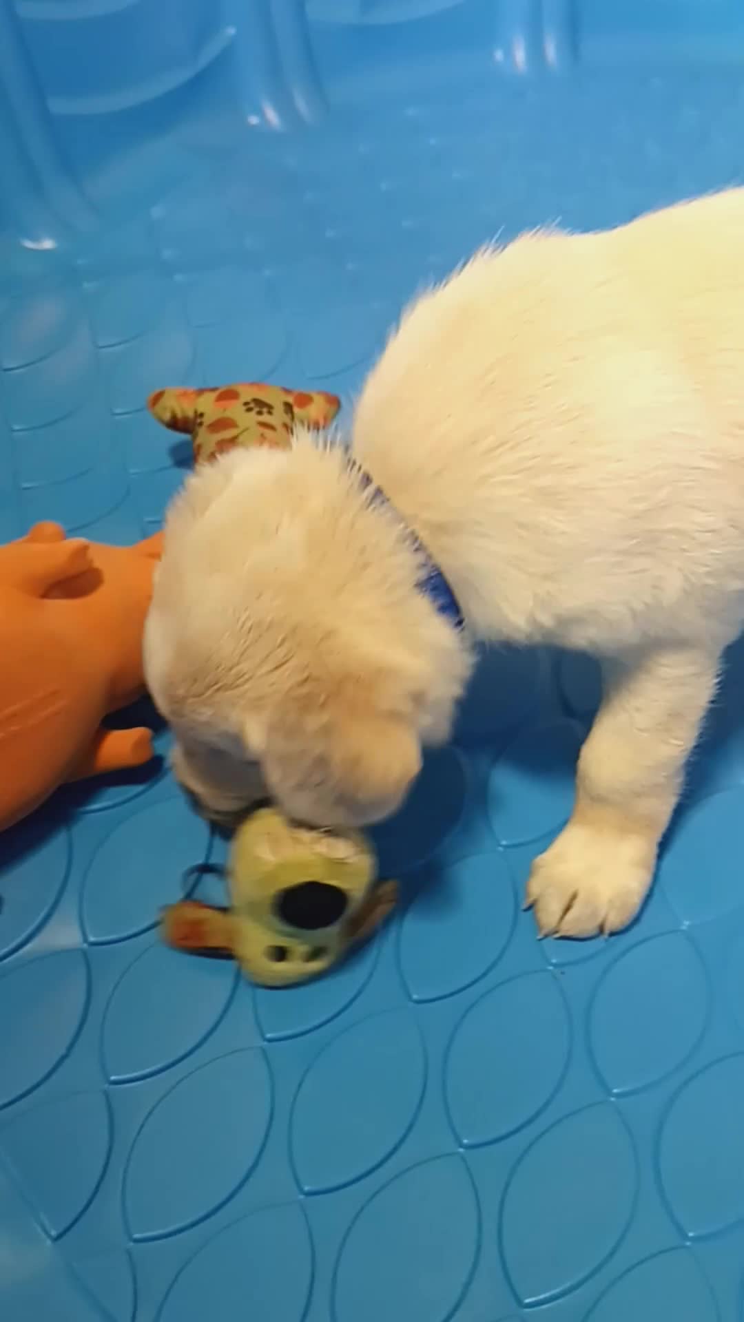 Golden Shepherd dogs for sale: Fancy  - Video 3