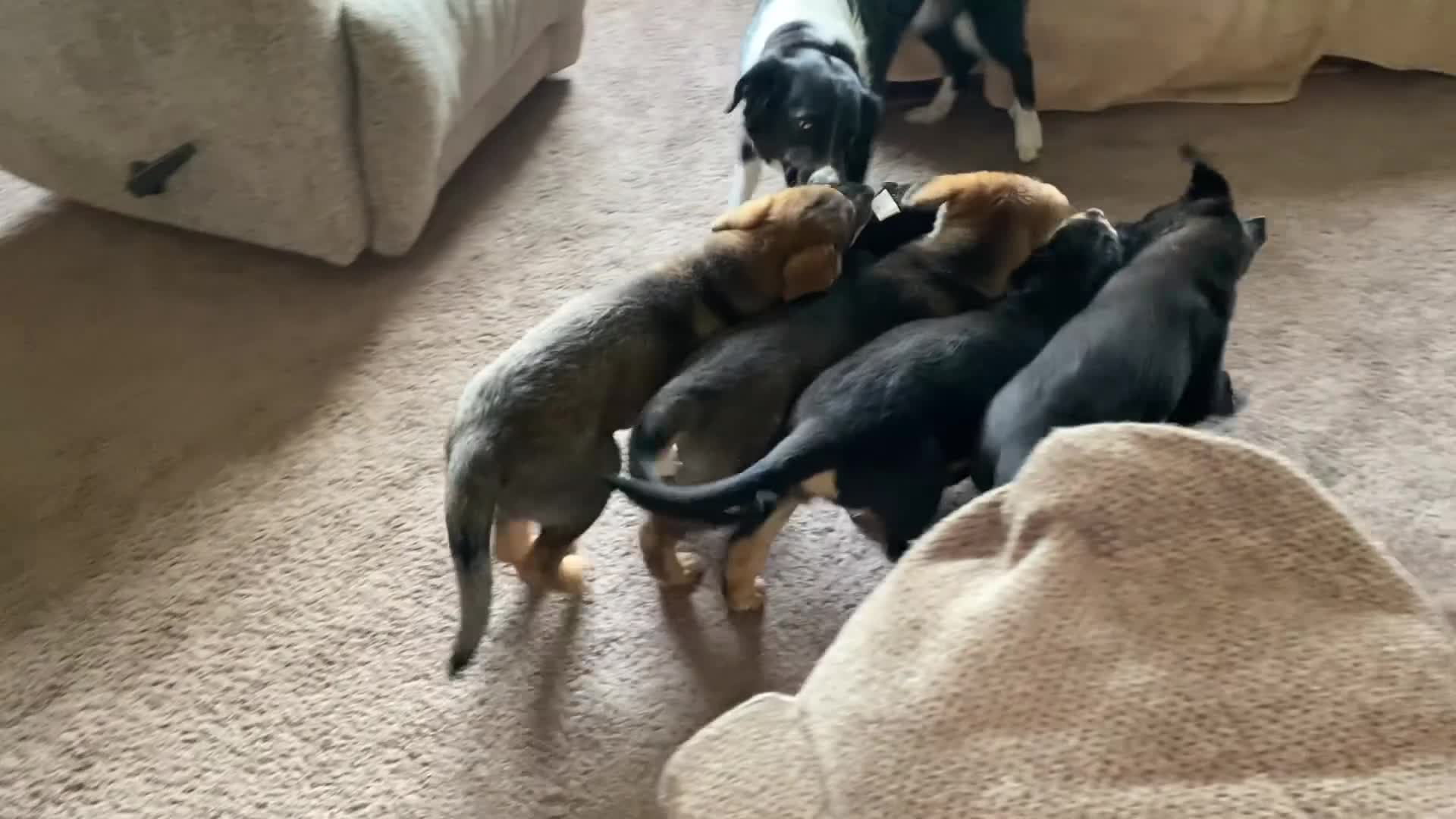 Mixed Breed dogs for sale: Mixed Breed Puppy 7 - Video 2