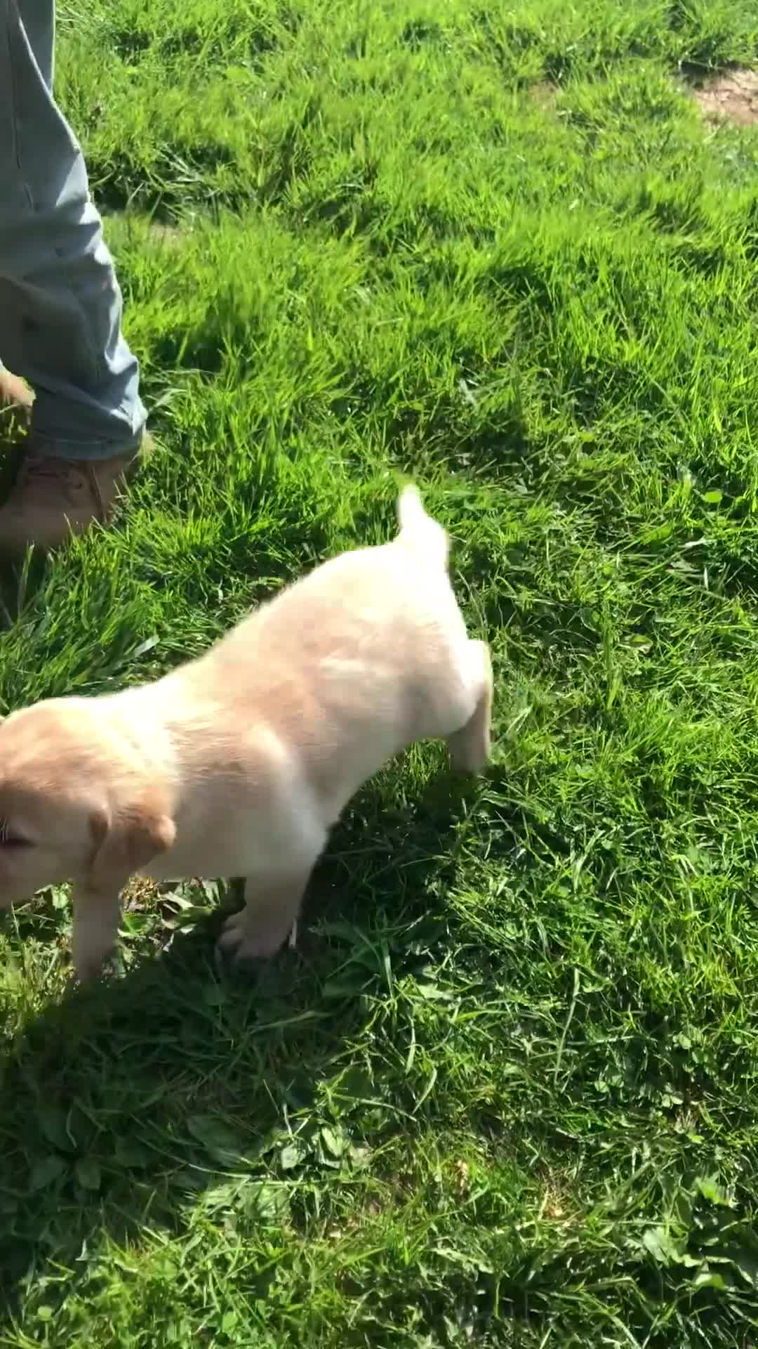 Labrador Retriever dogs for sale: Ruger - Video 1