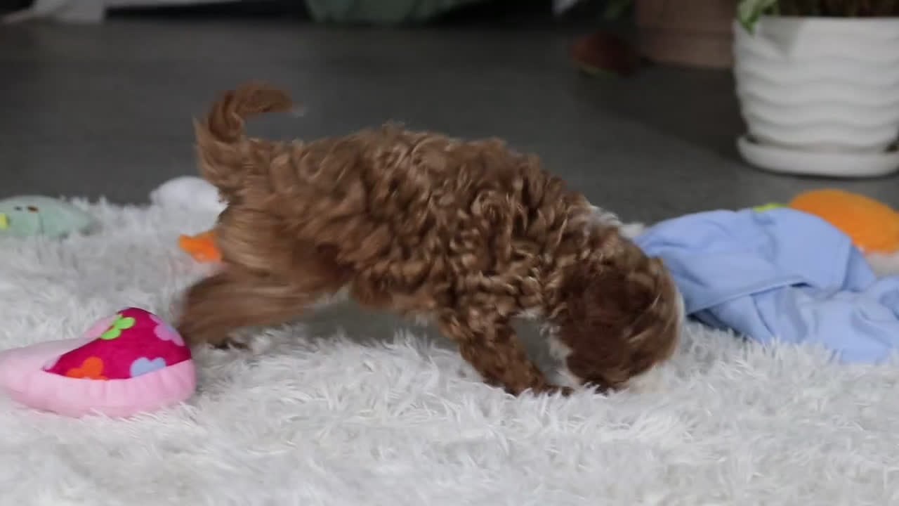 Cavapoo dogs for sale: Theo - Video 2