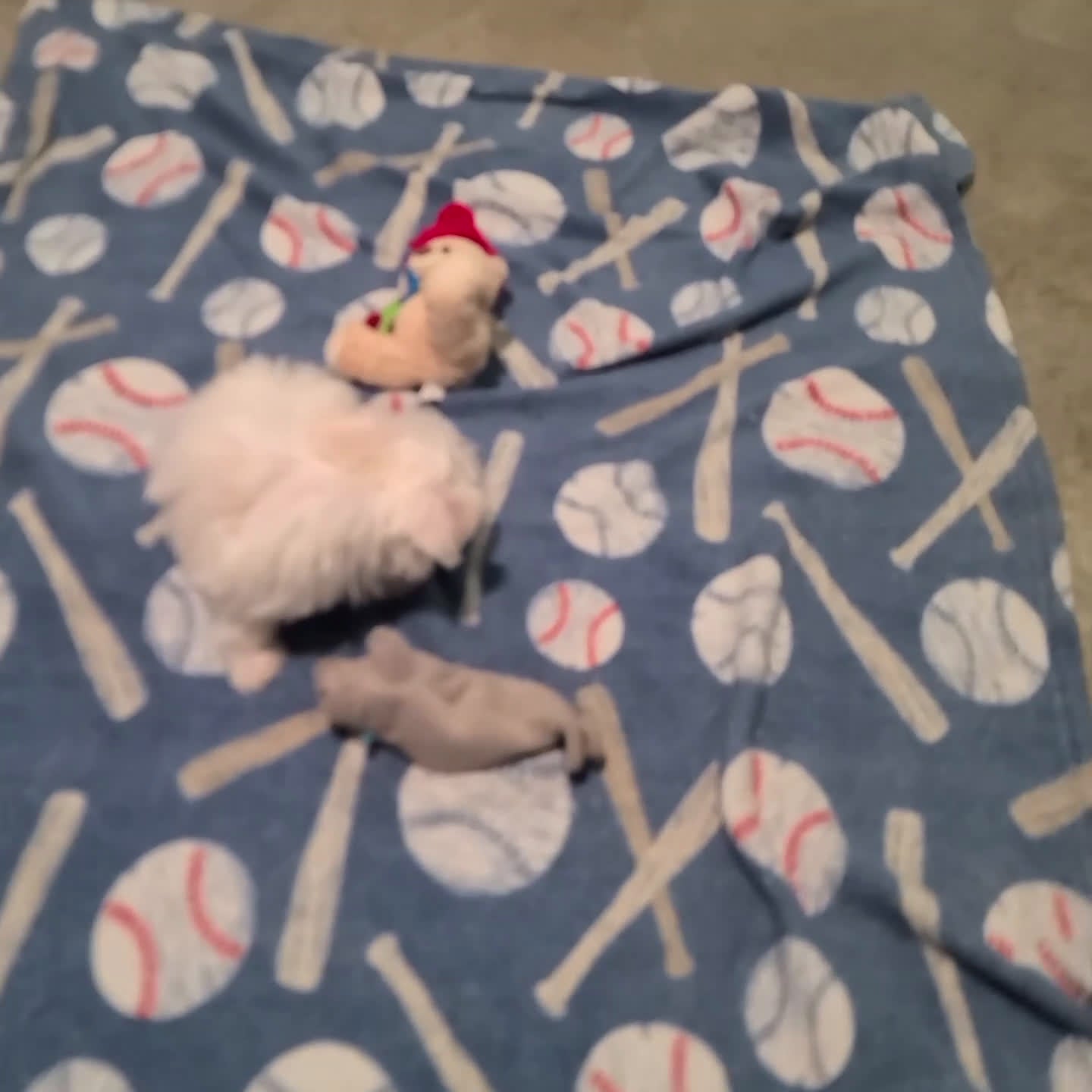 Maltese dogs for sale: Lyndon - Video 1