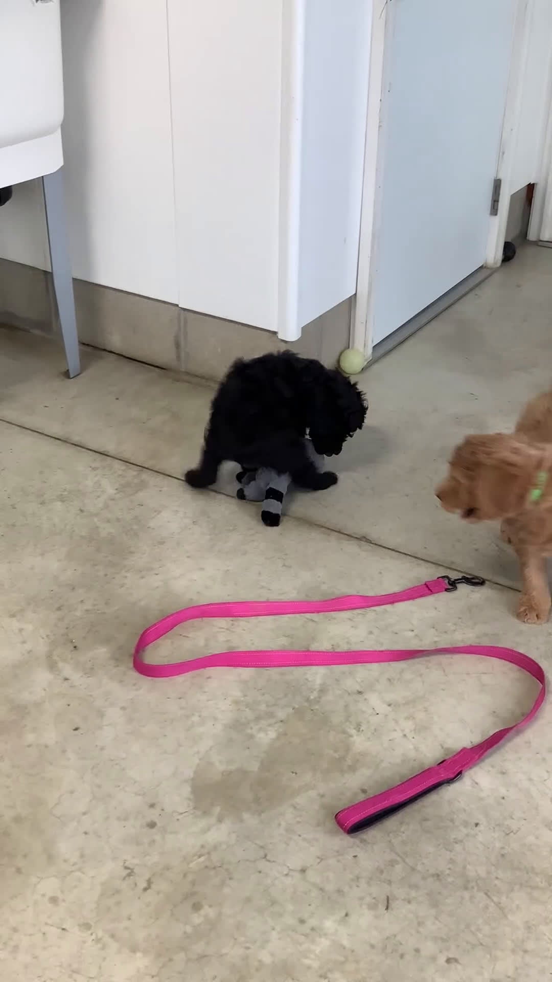 Goldendoodle dogs for sale: Freddie Goldendoodle Puppy 2 - Video 3