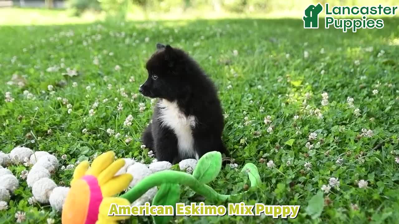 Mixed Breed dogs for sale: Emerald - Video 1