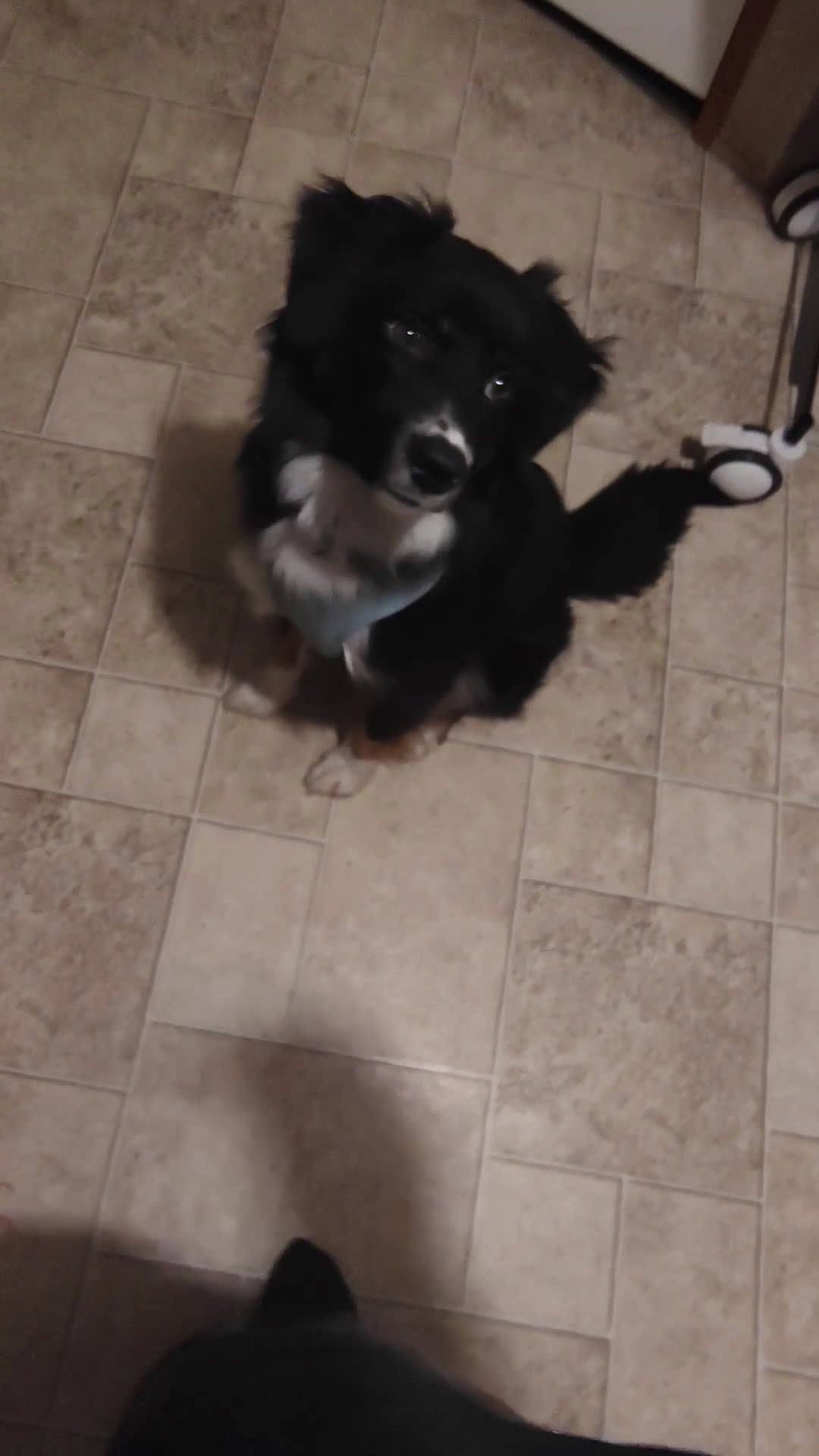Mixed Breed dogs for sale: Tux - Video 1
