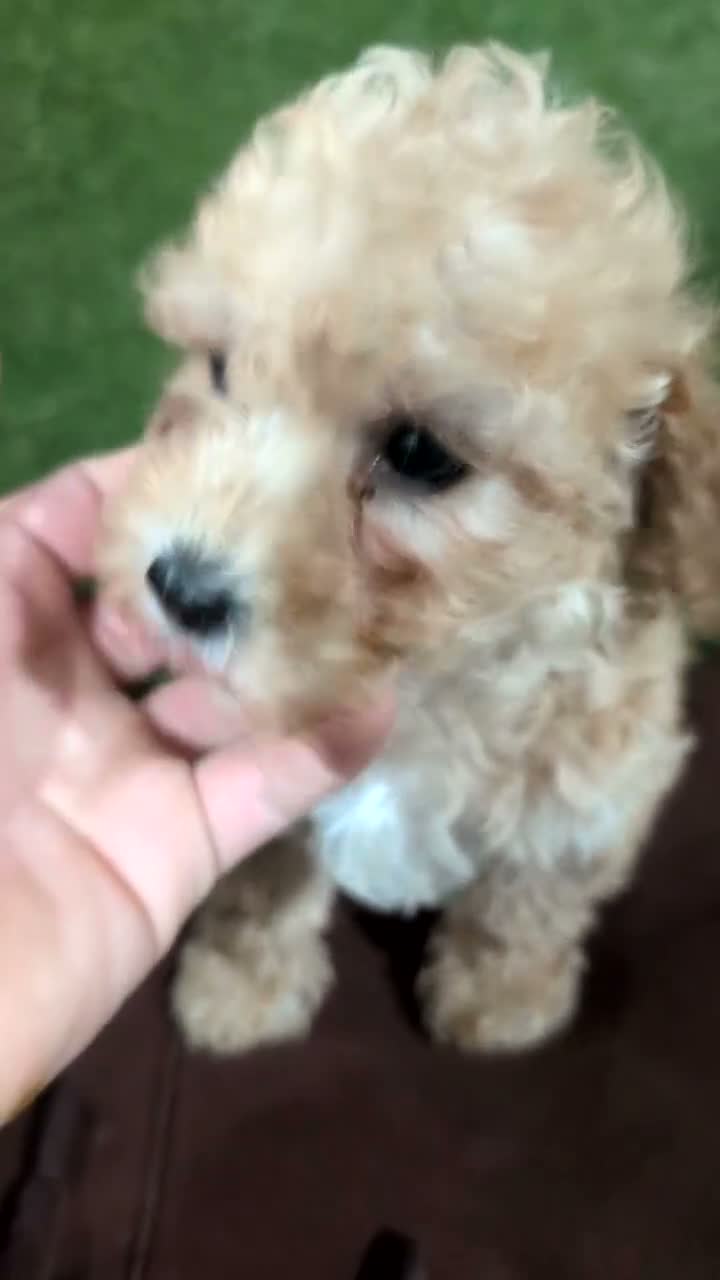 Miniature Poodle dogs for sale: Lexi - Video 1