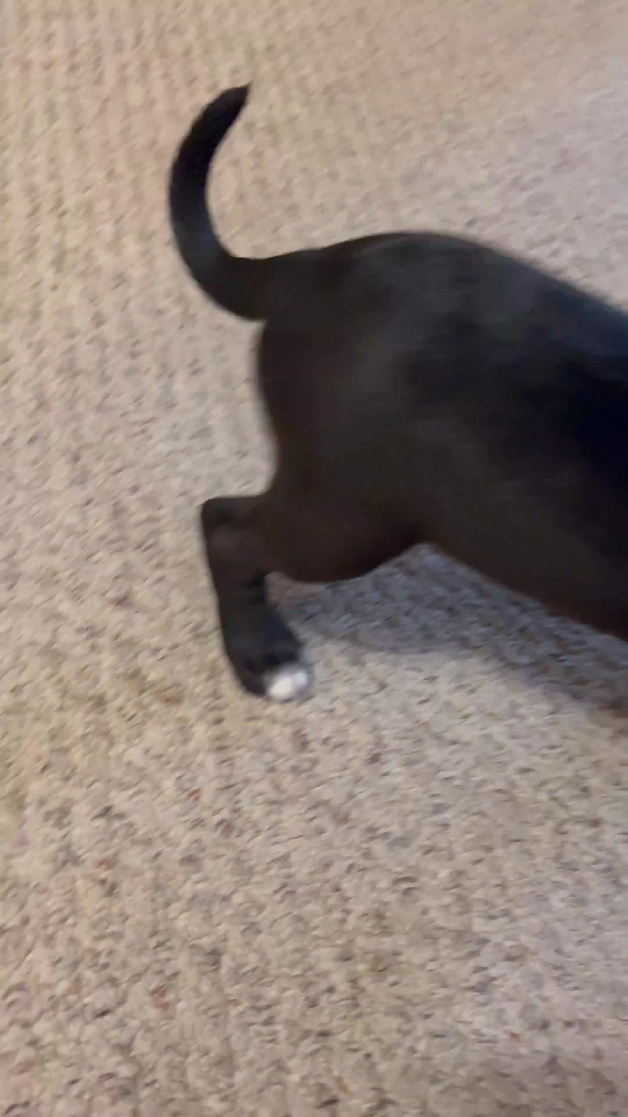 Mixed Breed dogs for sale: Chicky nug  - Video 3