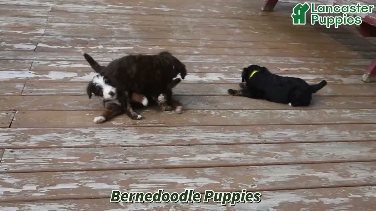 Bernedoodle dogs for sale: Cliff - Video 1
