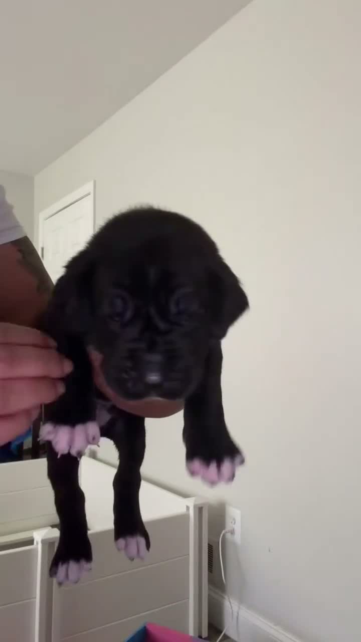 Cane Corso dogs for sale: Vader💚 - Video 2
