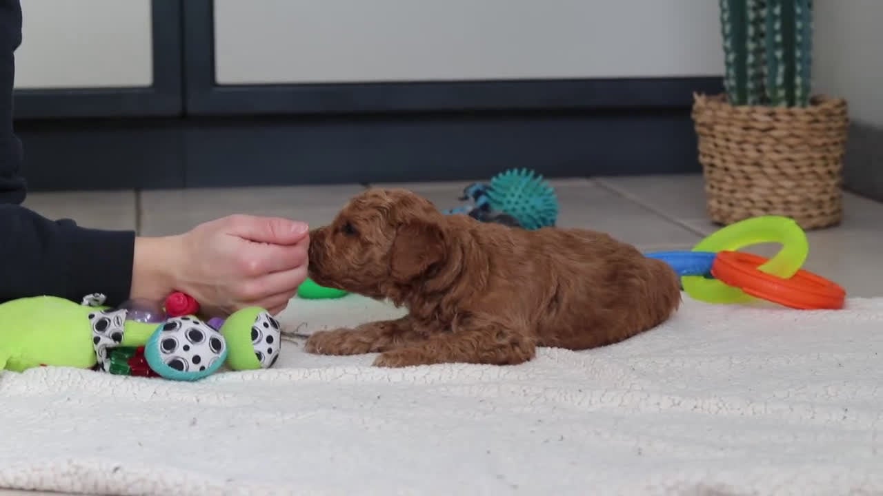 Mini Goldendoodle dogs for sale: Mack - Video 1