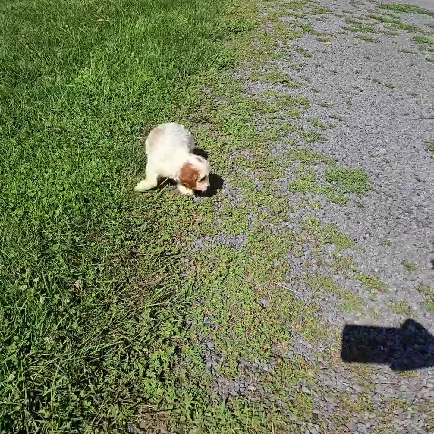 Cavapoo dogs for sale: Carla - Video 1