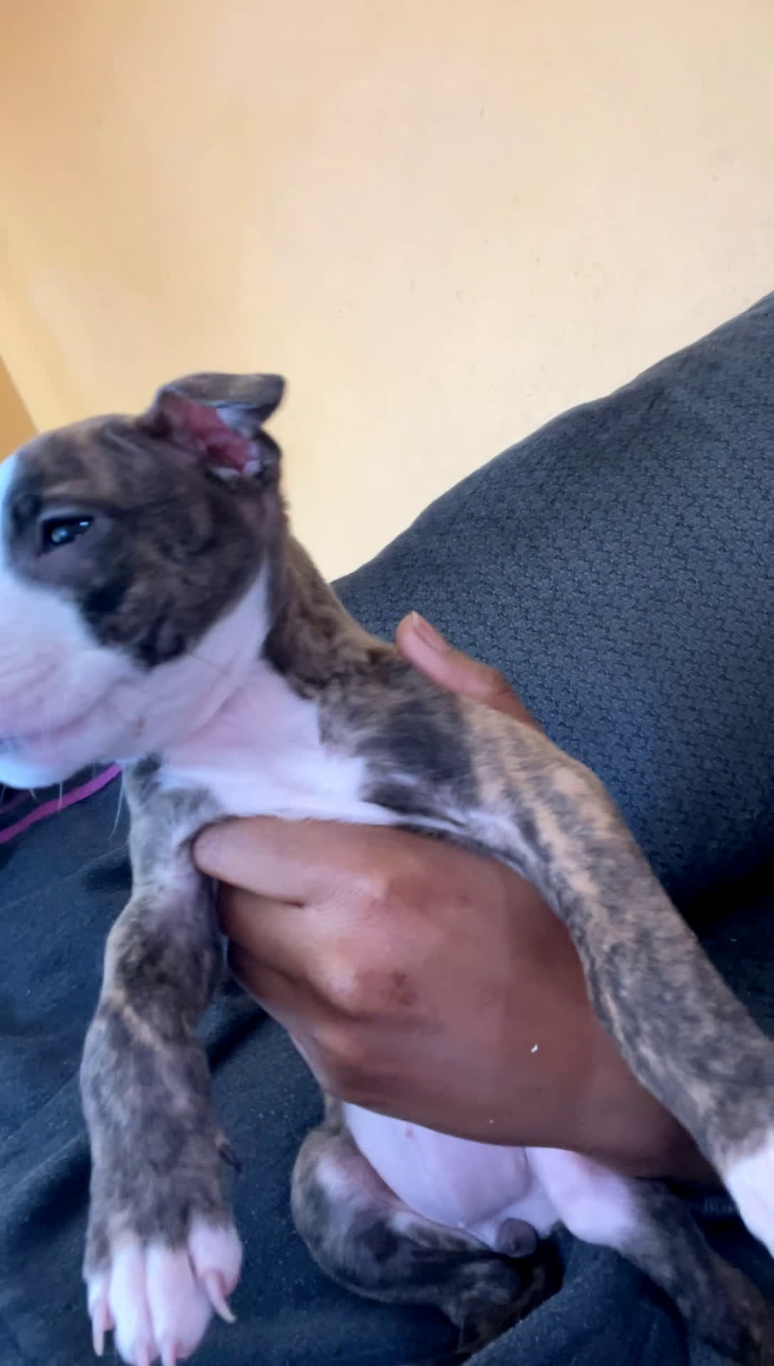 American Pit Bull Terrier dogs for sale: Nina - Video 1