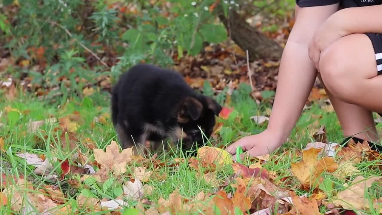 German Shepherd dogs for sale: Richard - Video 1