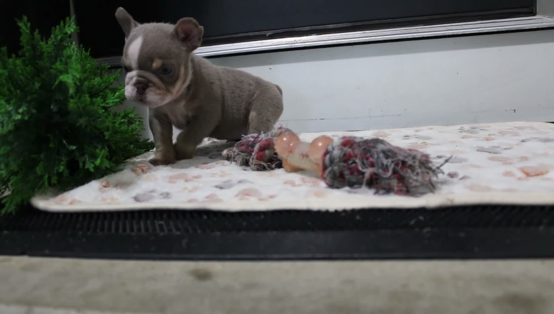 English Bulldog dogs for sale: Indi Rose - Video 1