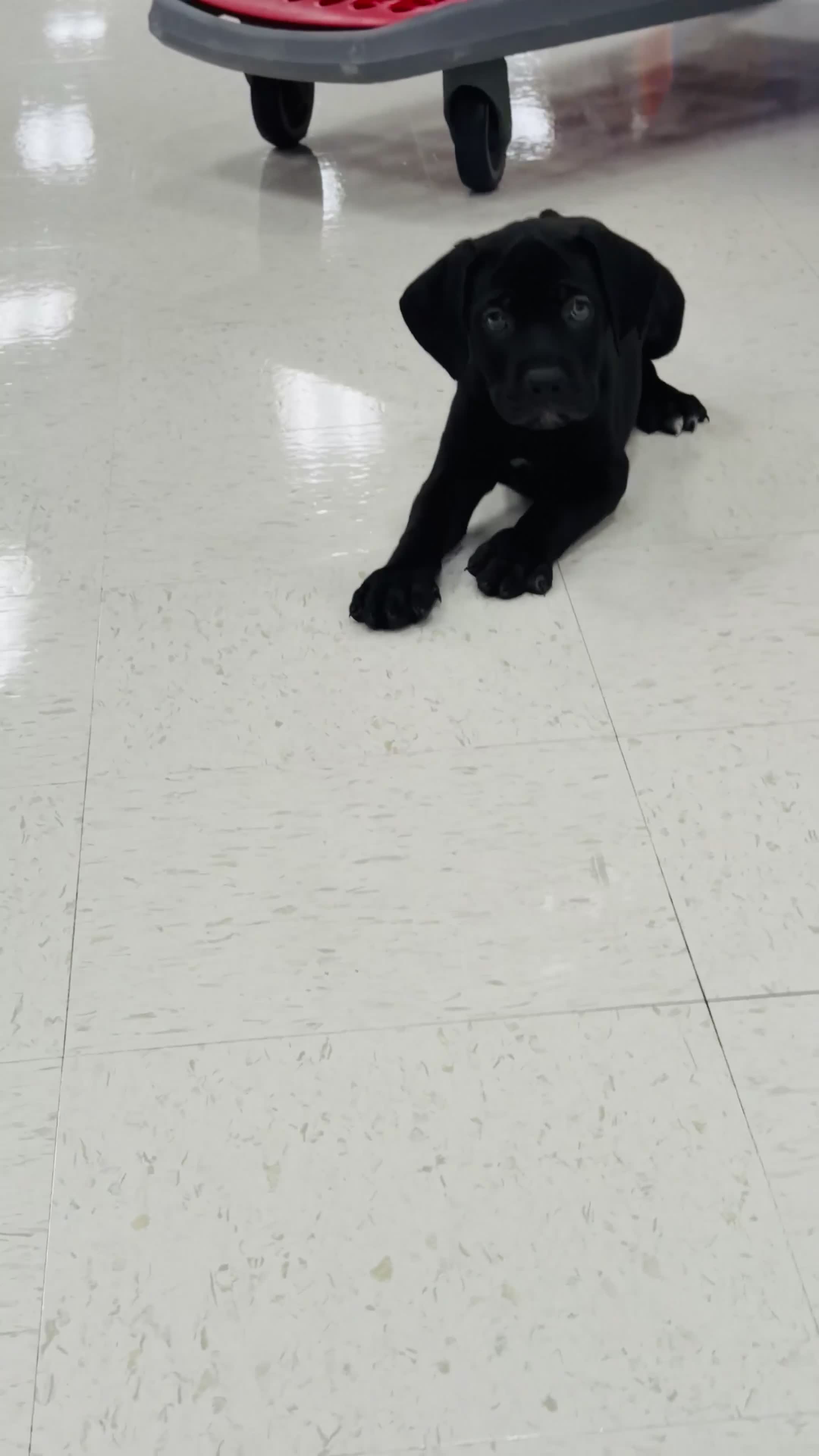 Cane Corso dogs for sale: Cane Corso 1 - Video 1