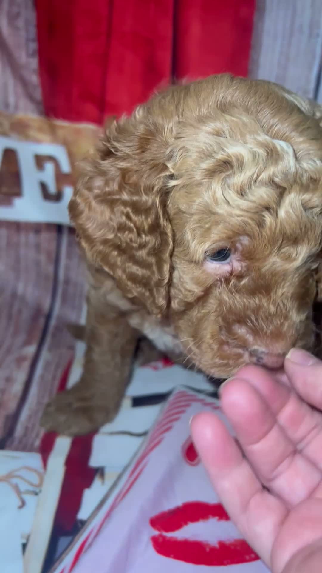 Mini Goldendoodle dogs for sale:  Yellow Collar - Video 1