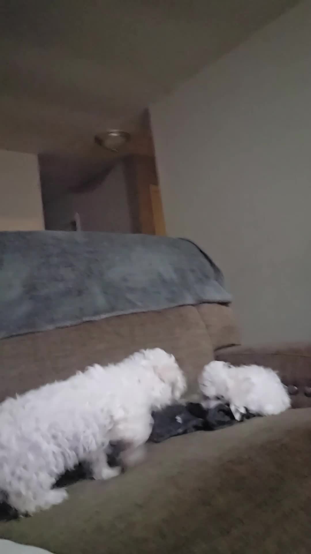 Bichon Frise dogs for sale: Bichon Frise Puppy 2 - Video 1
