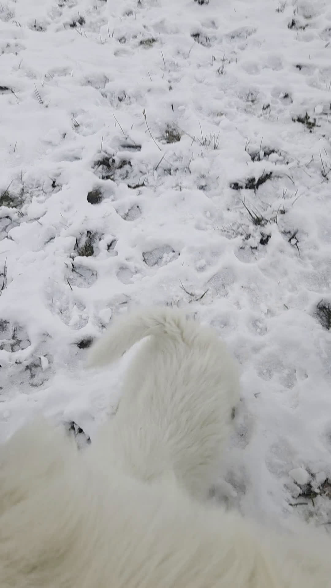 Great Pyrenees dogs for sale: Polar - Video 3