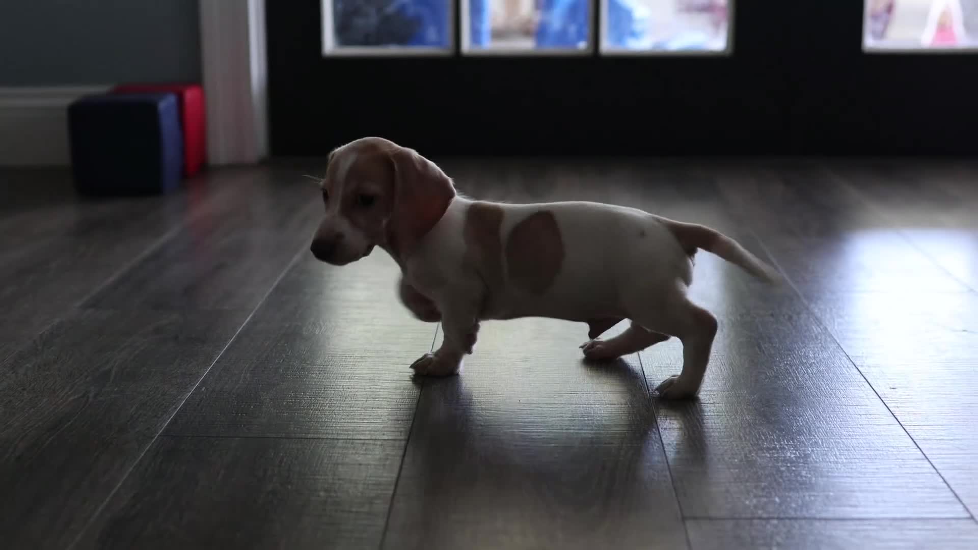 Miniature Dachshund dogs for sale: Mater - Video 1