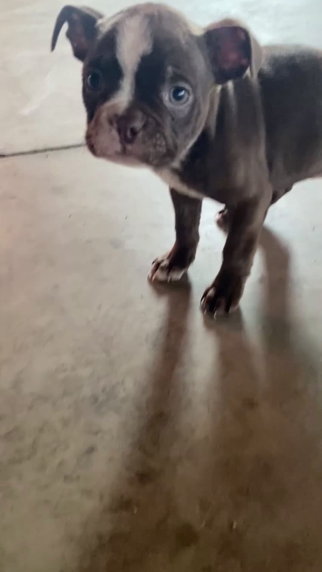 Boston Terrier dogs for sale: Zeus - Video 1