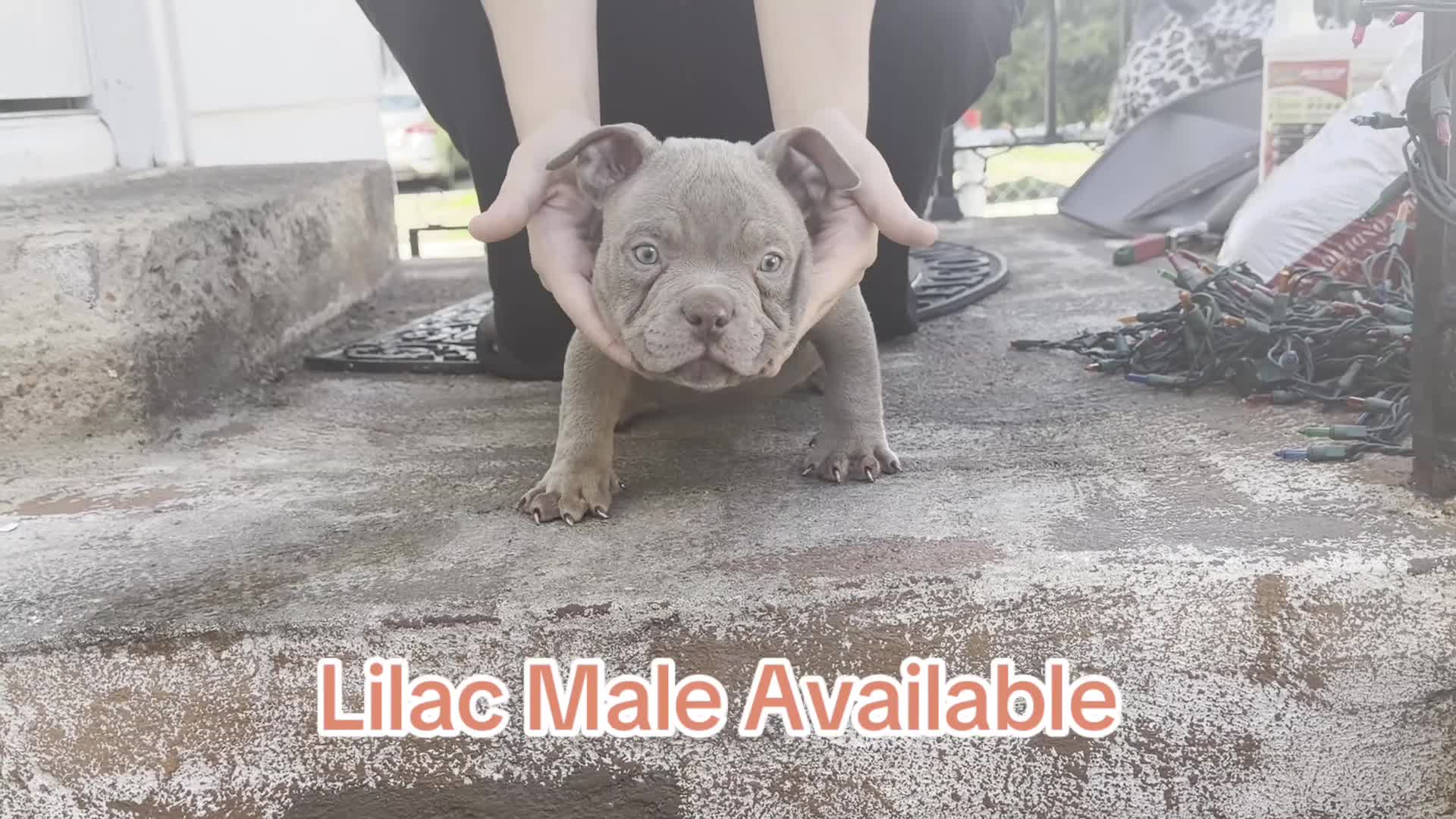 American Bully dogs for sale: Lilac Male  - Video 1