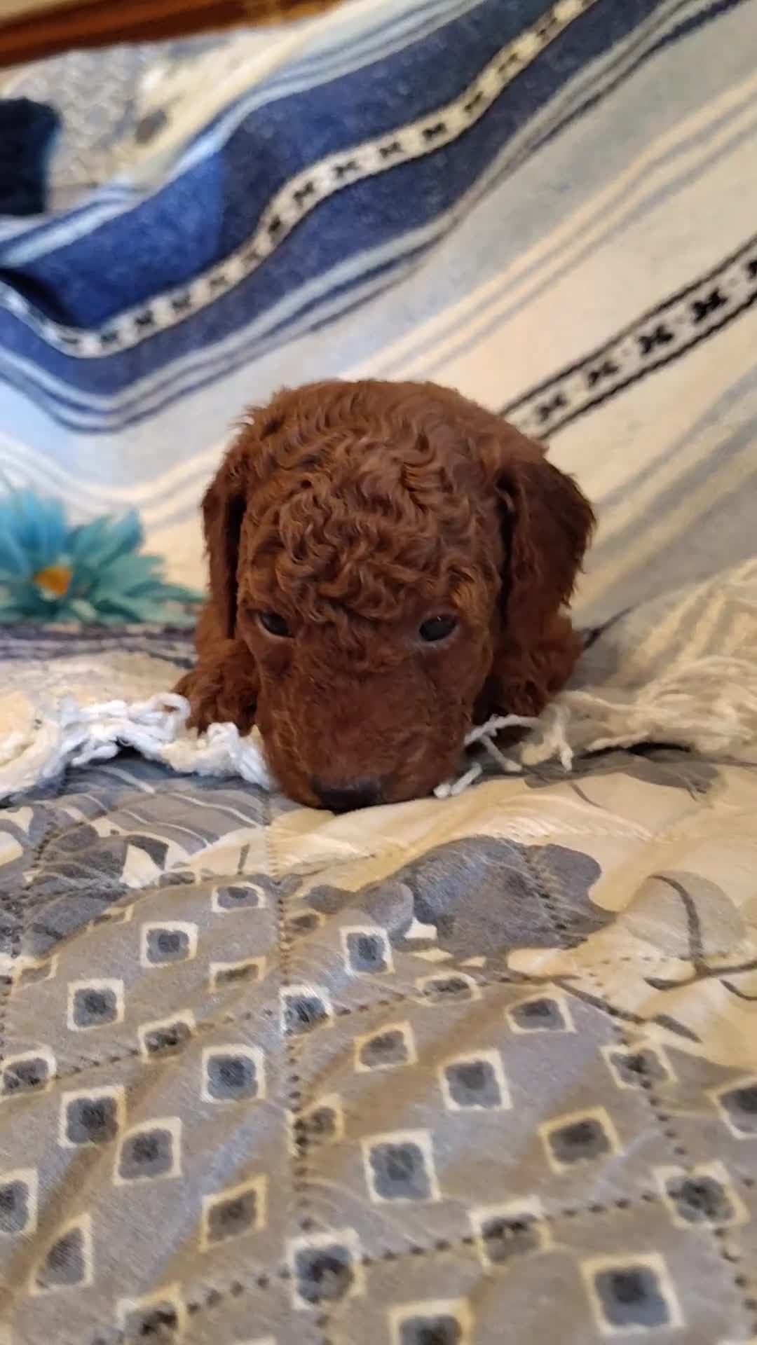 Mini Goldendoodle dogs for sale: Shnooki - Video 2
