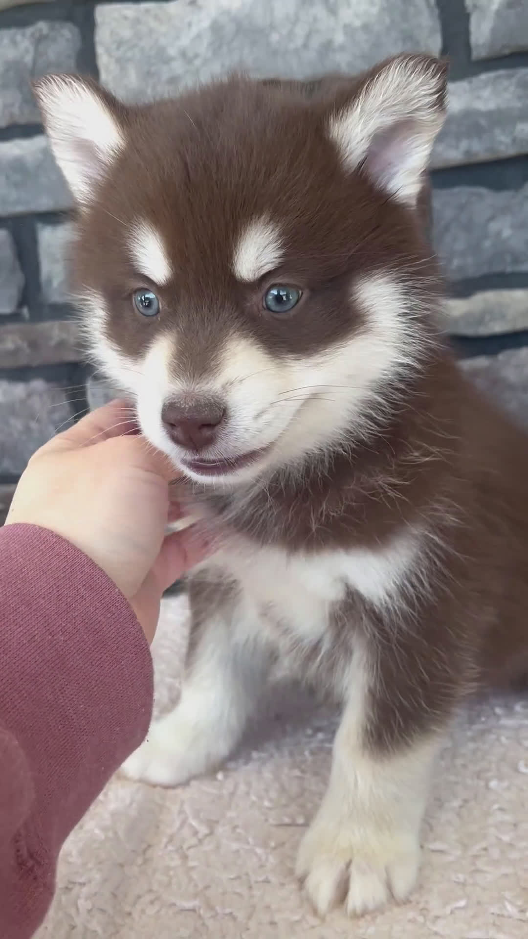 Pomsky dogs for sale: Franklin - Video 1