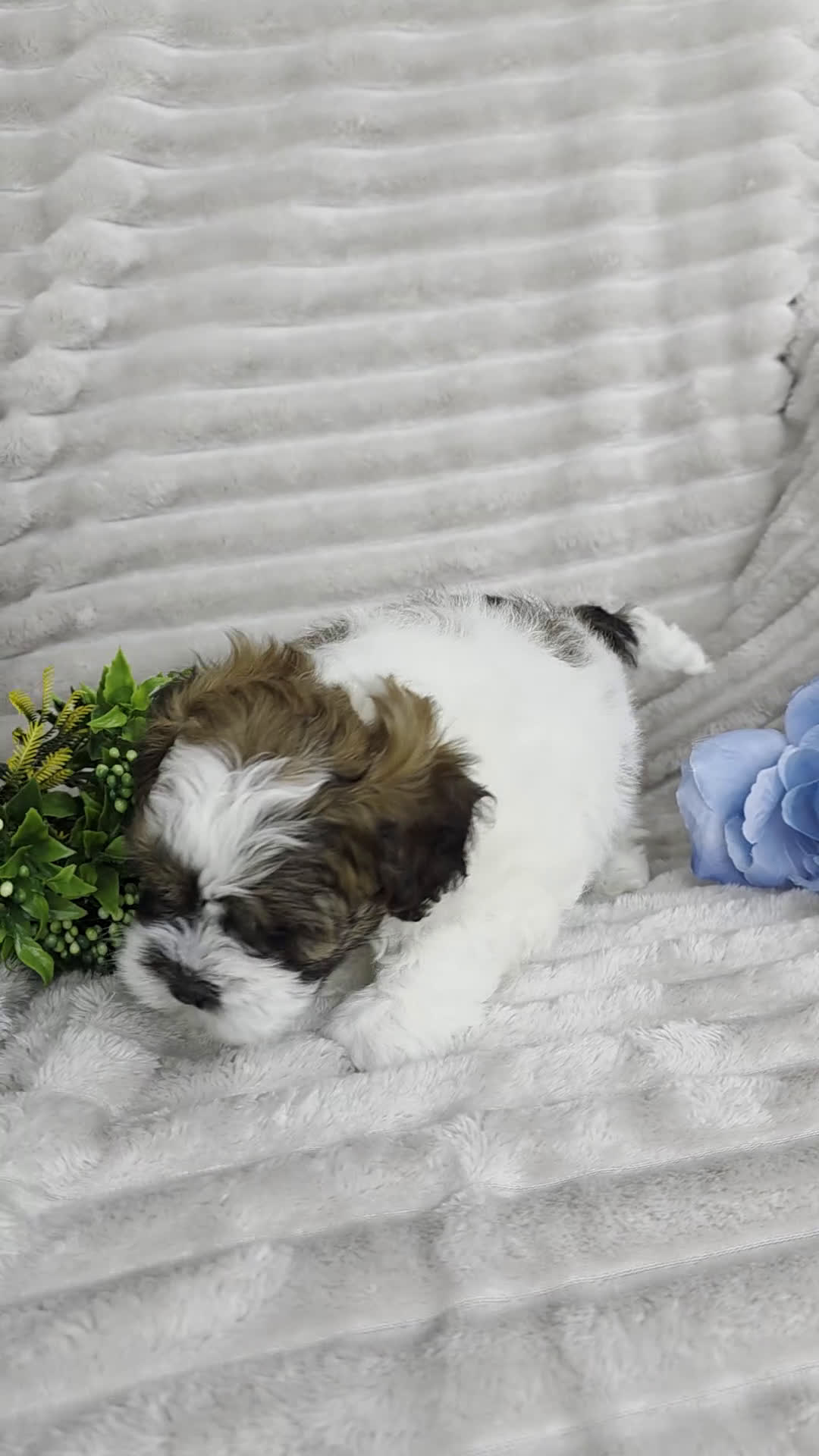 Shihpoo dogs for sale: Scout - Video 2