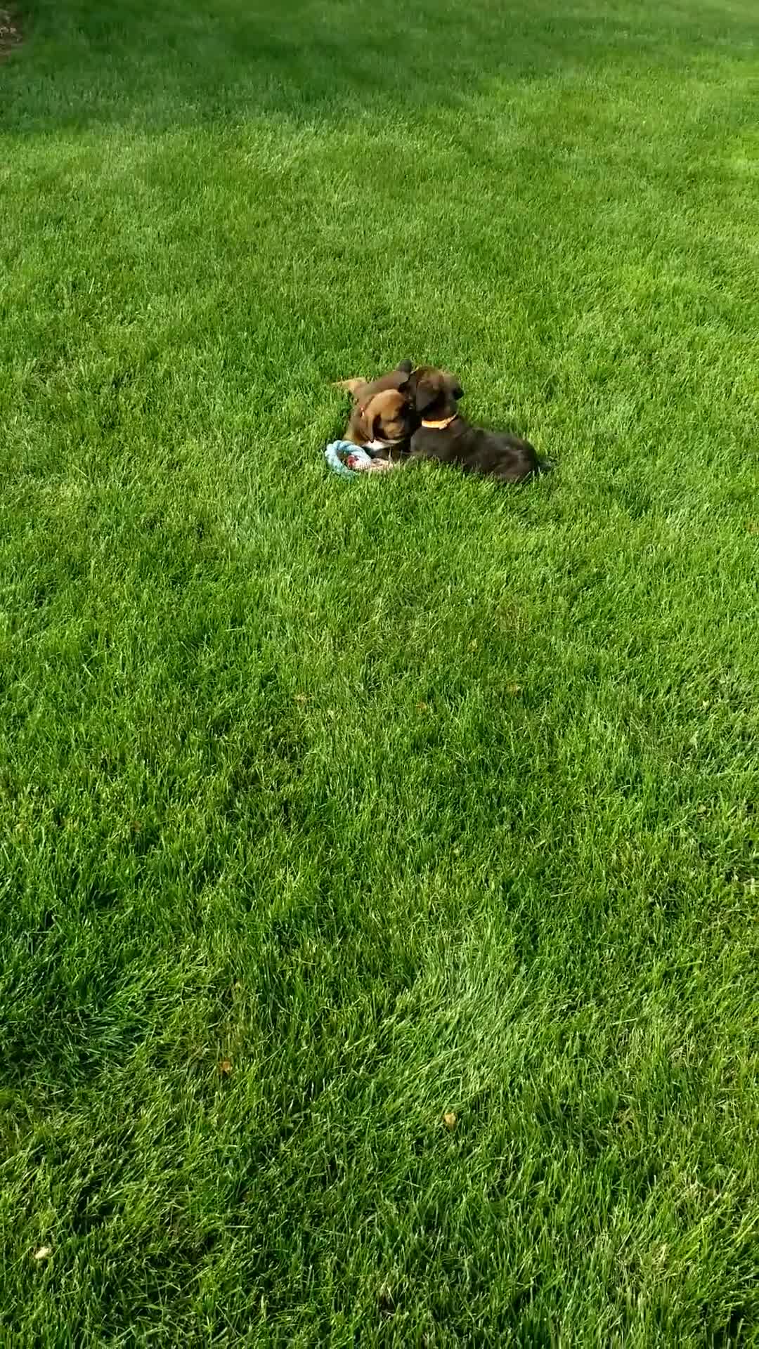 Boxer dogs for sale: Baxter - Video 1