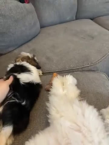 Havanese dogs for sale: Little prince - Video 1