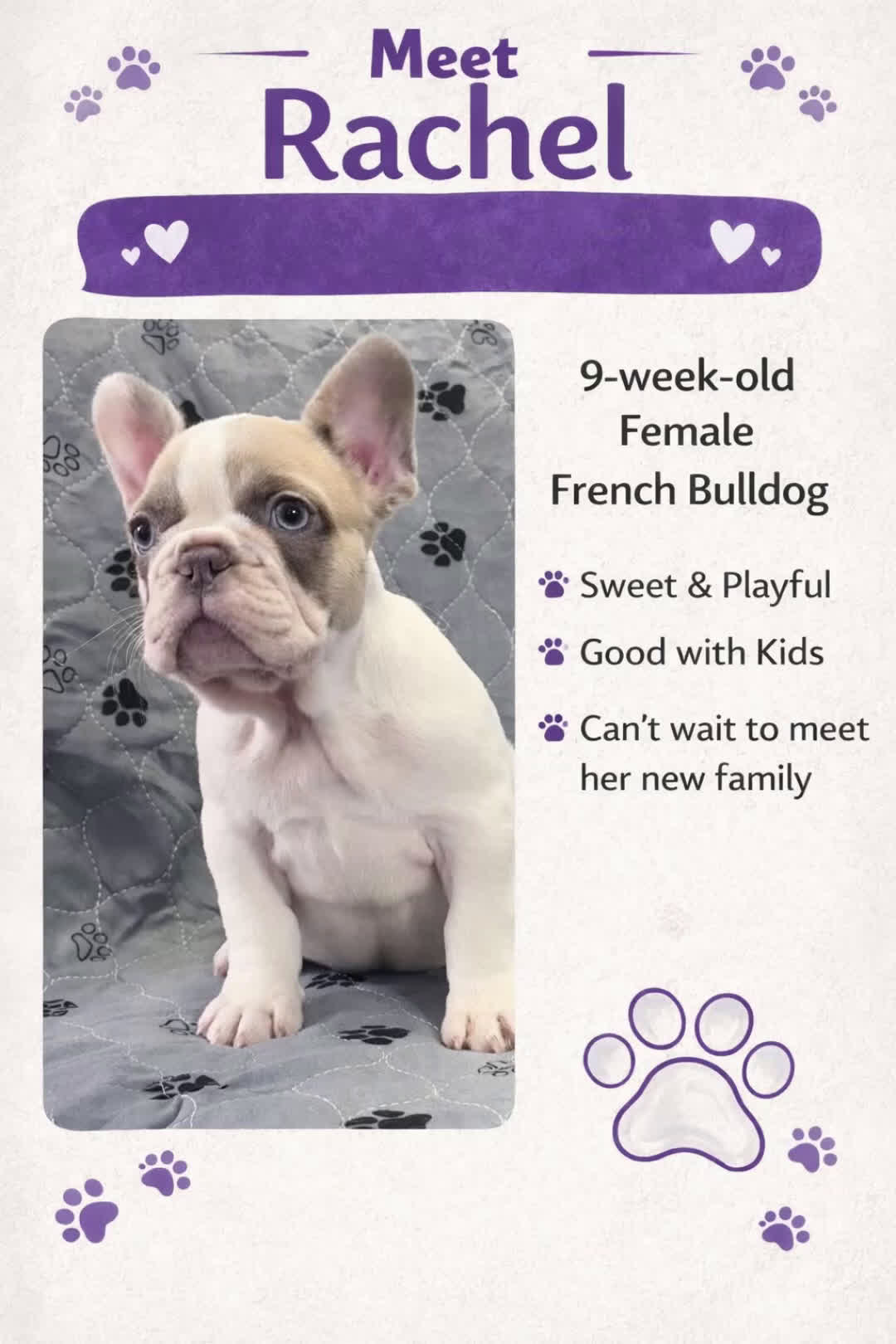 French Bulldog dogs for sale: Rachel - Video 2
