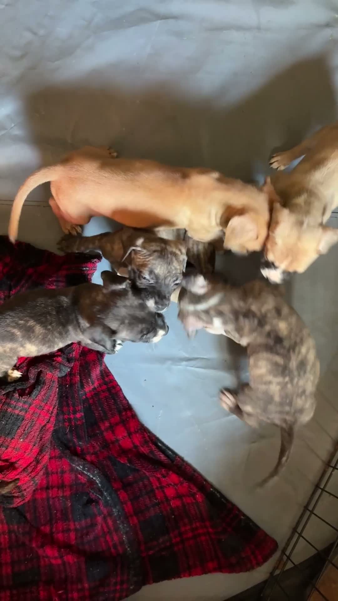 Mixed Breed dogs for sale: Dancer - Video 1