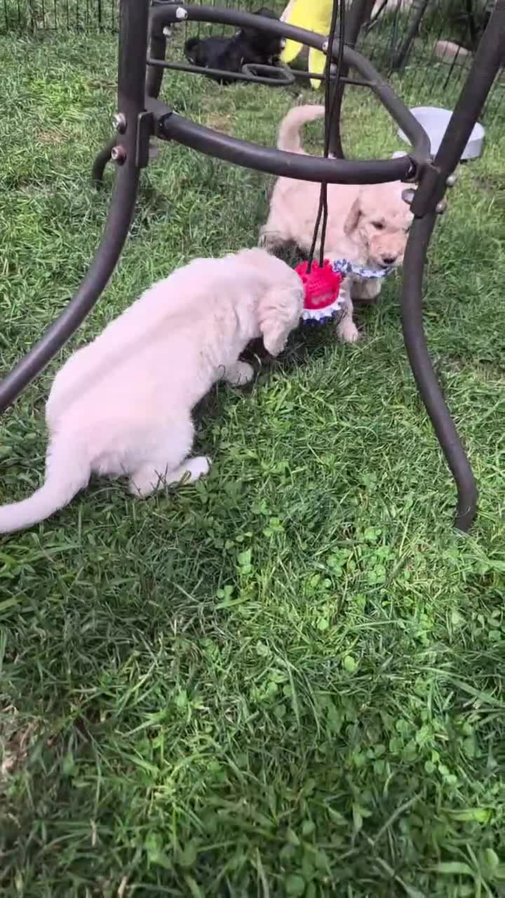 Goldendoodle dogs for sale: Romeo - Video 1