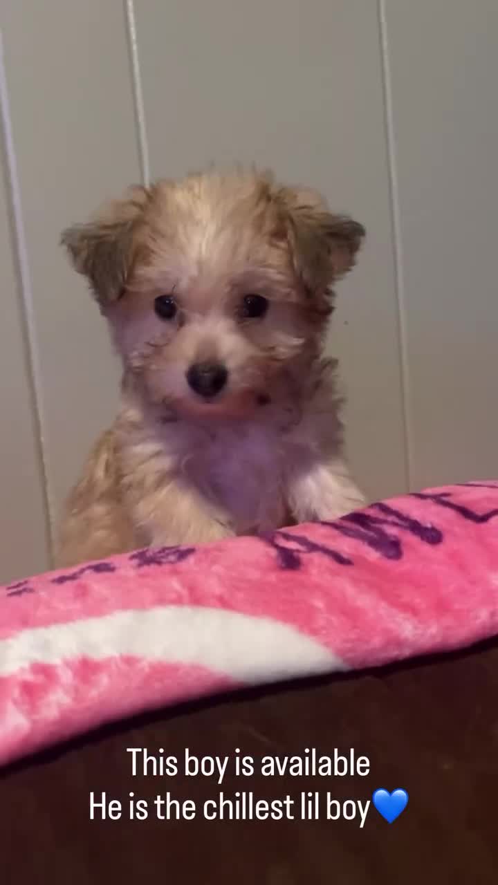 Mixed Breed dogs for sale: Bandit - Video 1