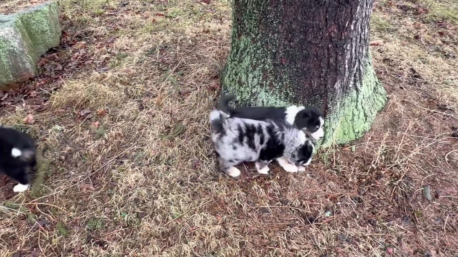 Australian Shepherd dogs for sale: Australian Shepherd Puppy 1 - Video 1