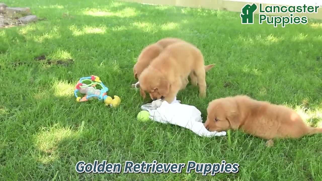 Golden Retriever dogs for sale: Mike - Video 1