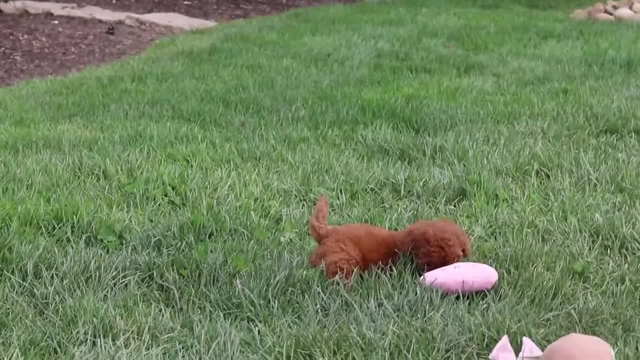 Cavapoo dogs for sale: Precious - Video 1