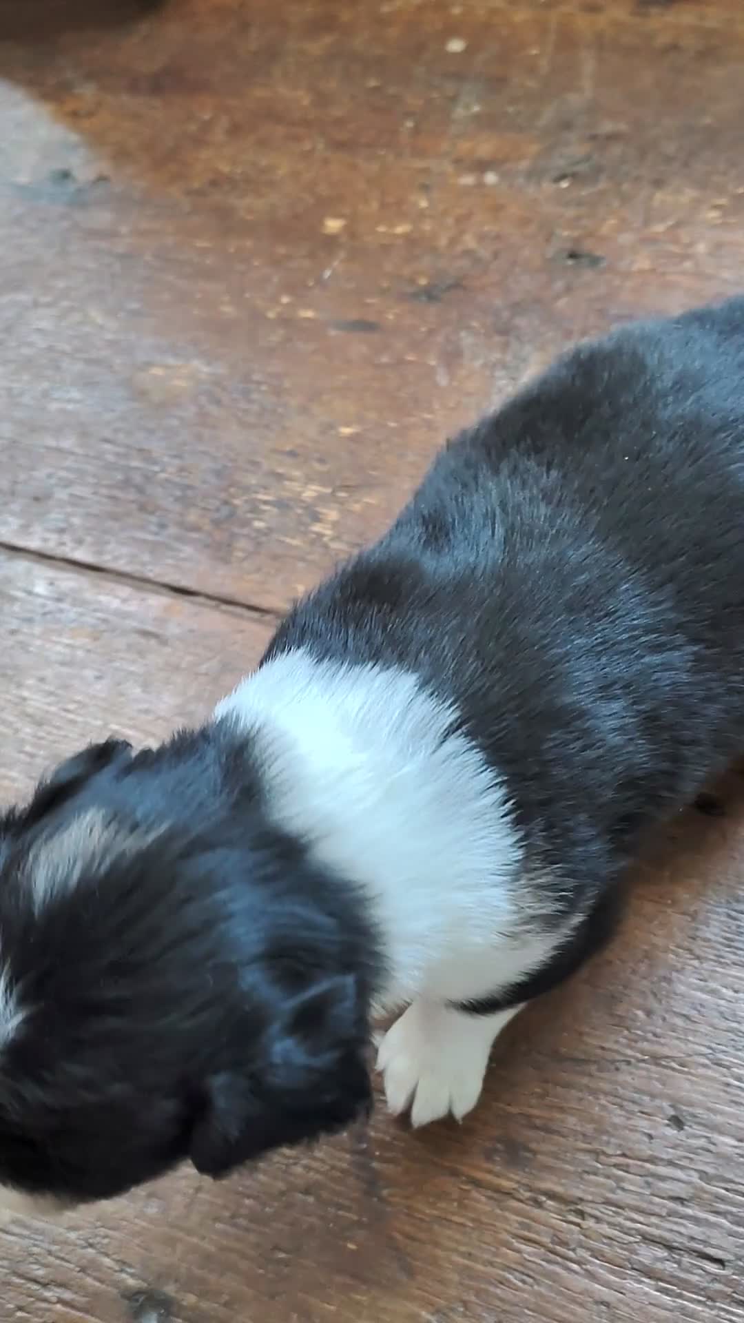 Australian Shepherd dogs for sale: Pickles/female Australian Shepherd  - Video 1