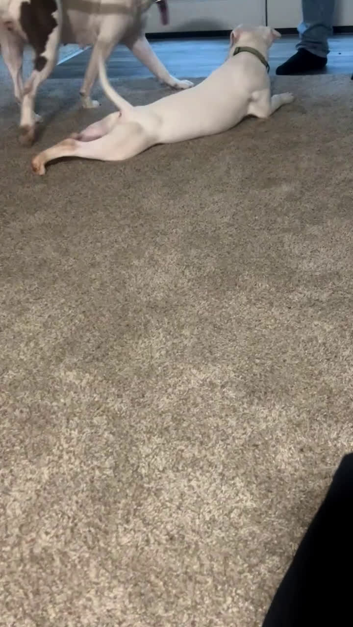 Mixed Breed dogs for sale: Mixed Breed Puppy 1 - Video 1