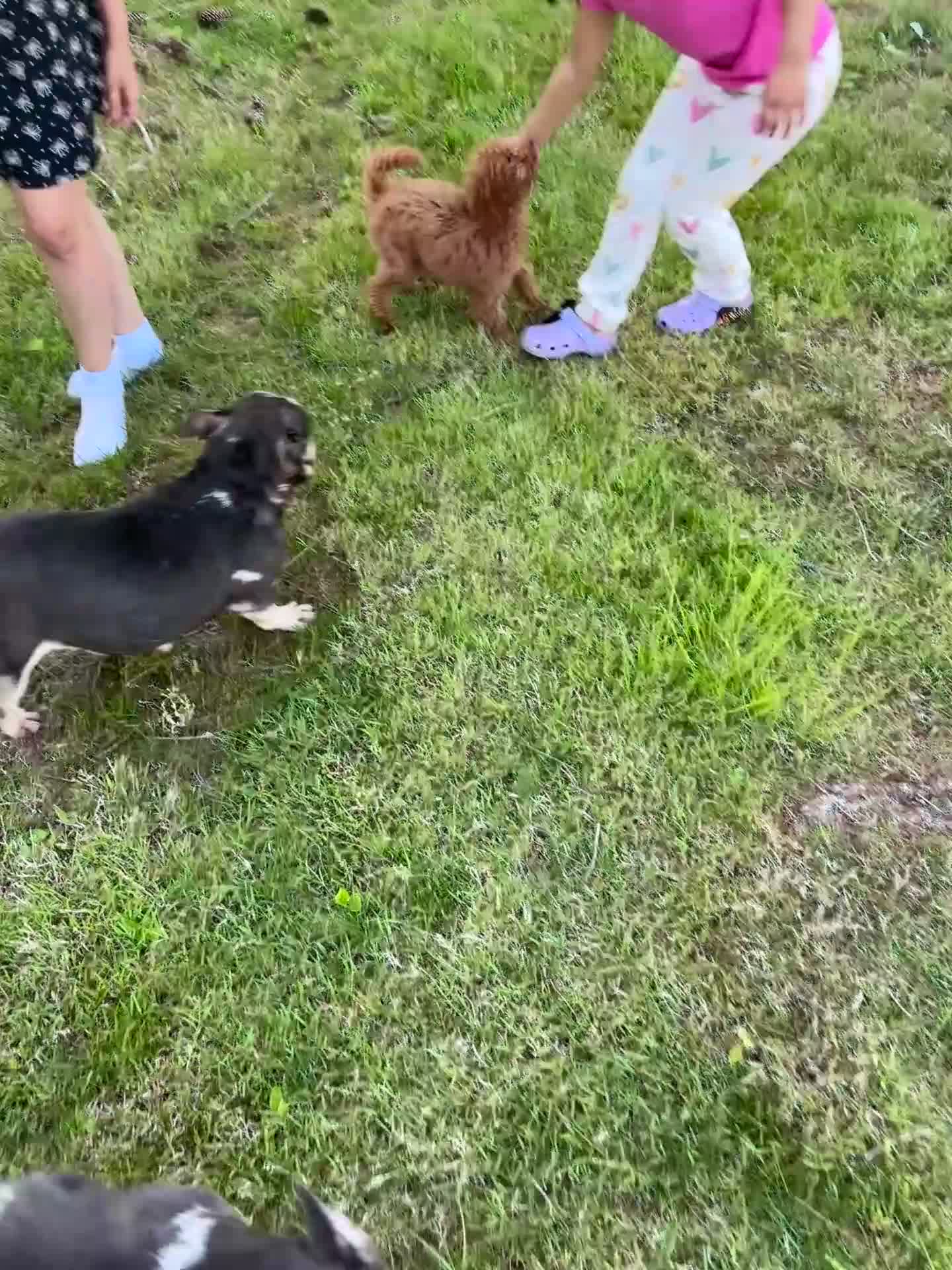 Mini Goldendoodle dogs for sale: Mini Goldendoodle Puppy 2 - Video 2