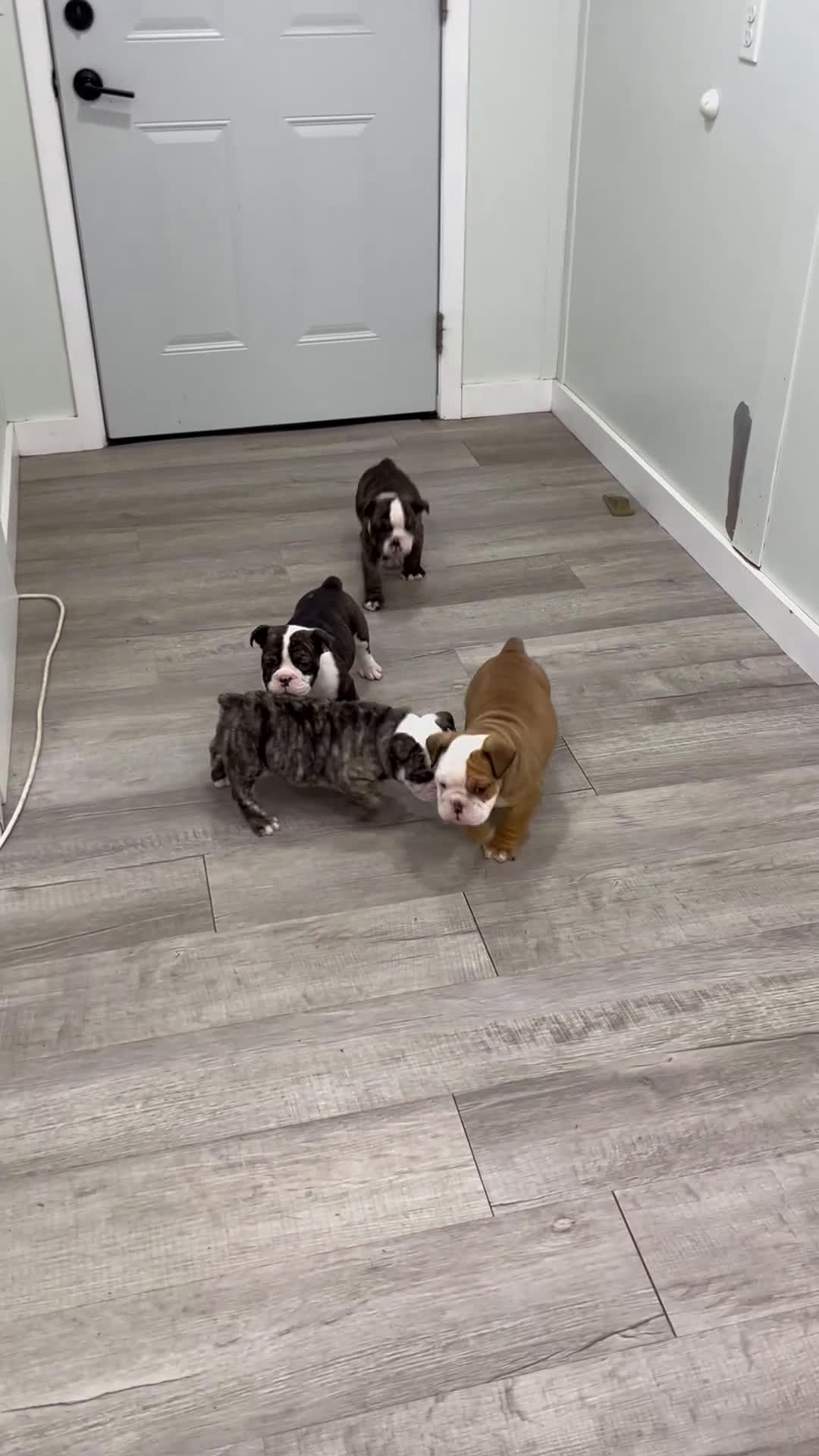 English Bulldog dogs for sale: Oreo - Video 2