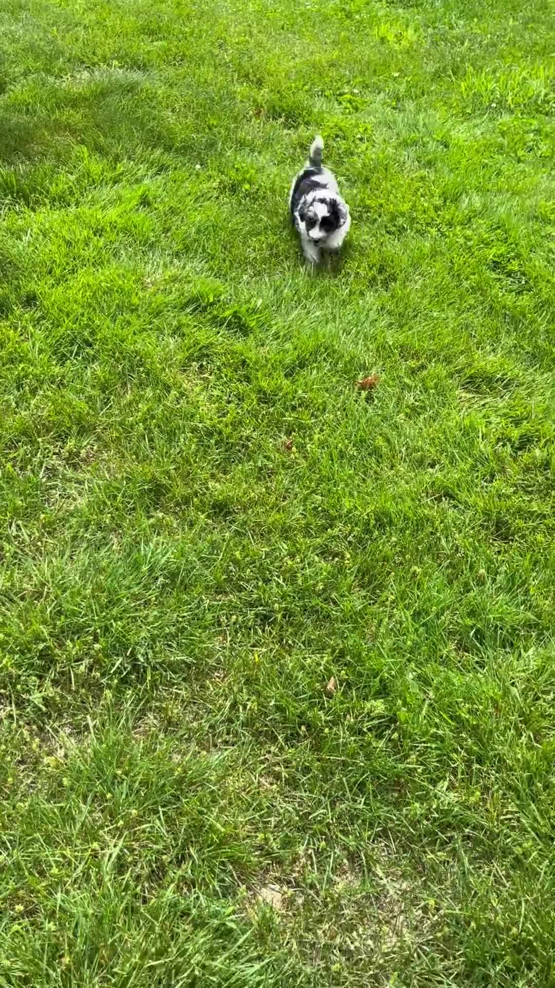 Aussiedoodle dogs for sale: Spice - Video 1