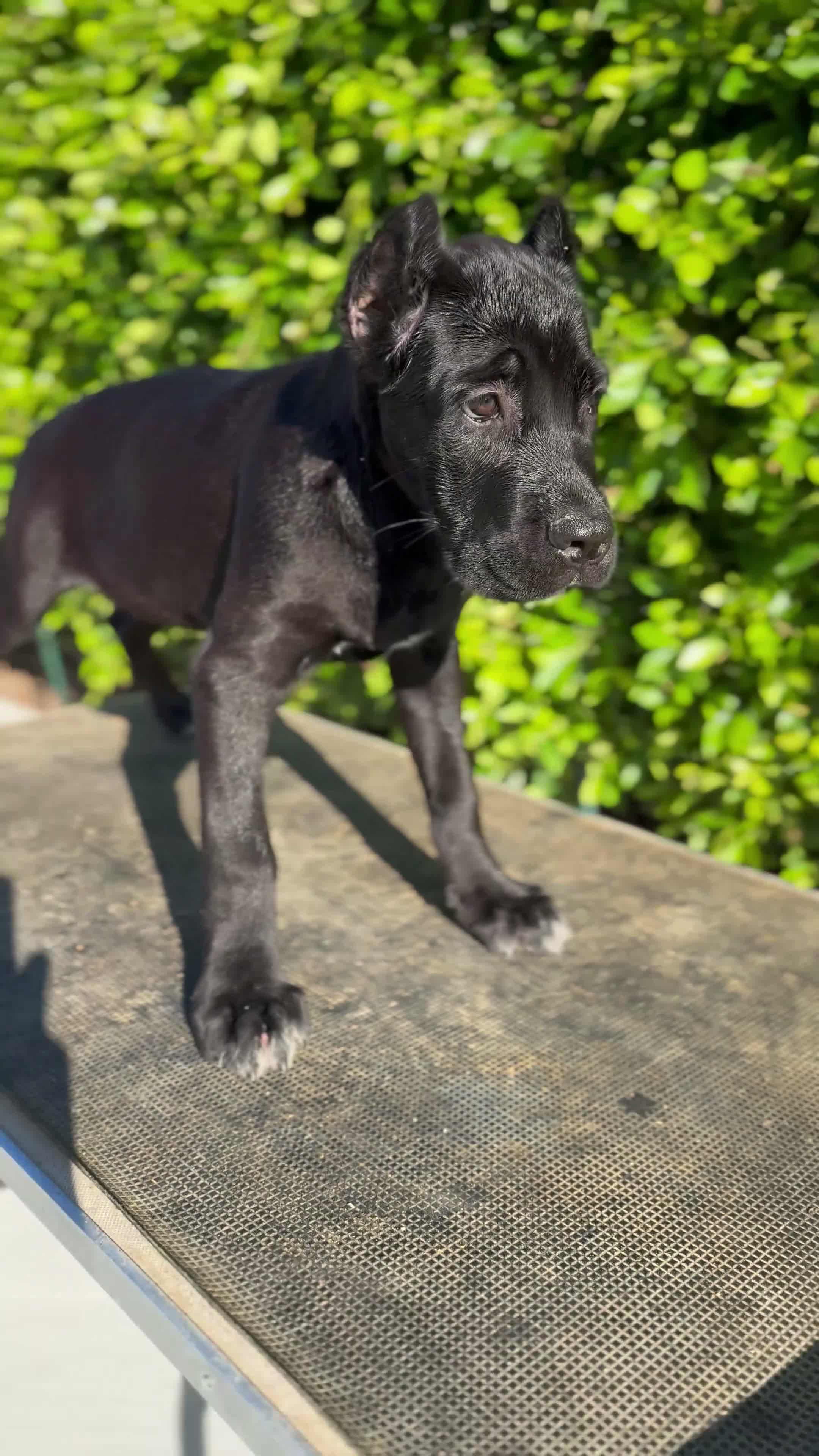 Cane Corso dogs for sale: Female 1 - Video 1