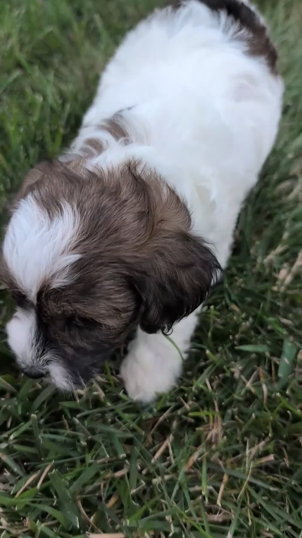 Maltipoo dogs for sale: Koko - Video 1