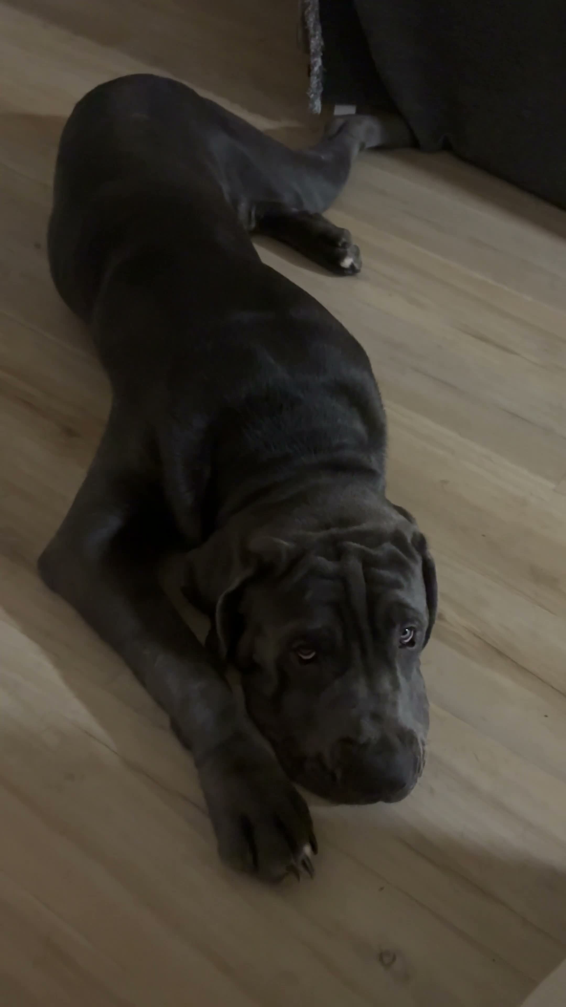 Cane Corso dogs for sale: Cane Corso 1 - Video 1
