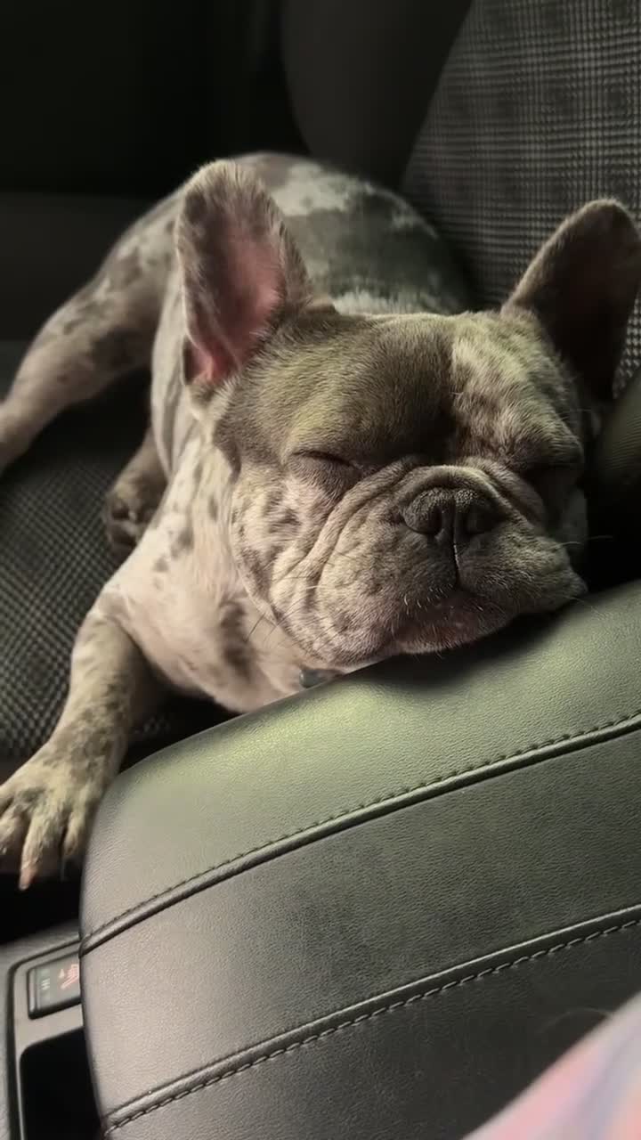 French Bulldog dogs for sale: Queso - Video 1