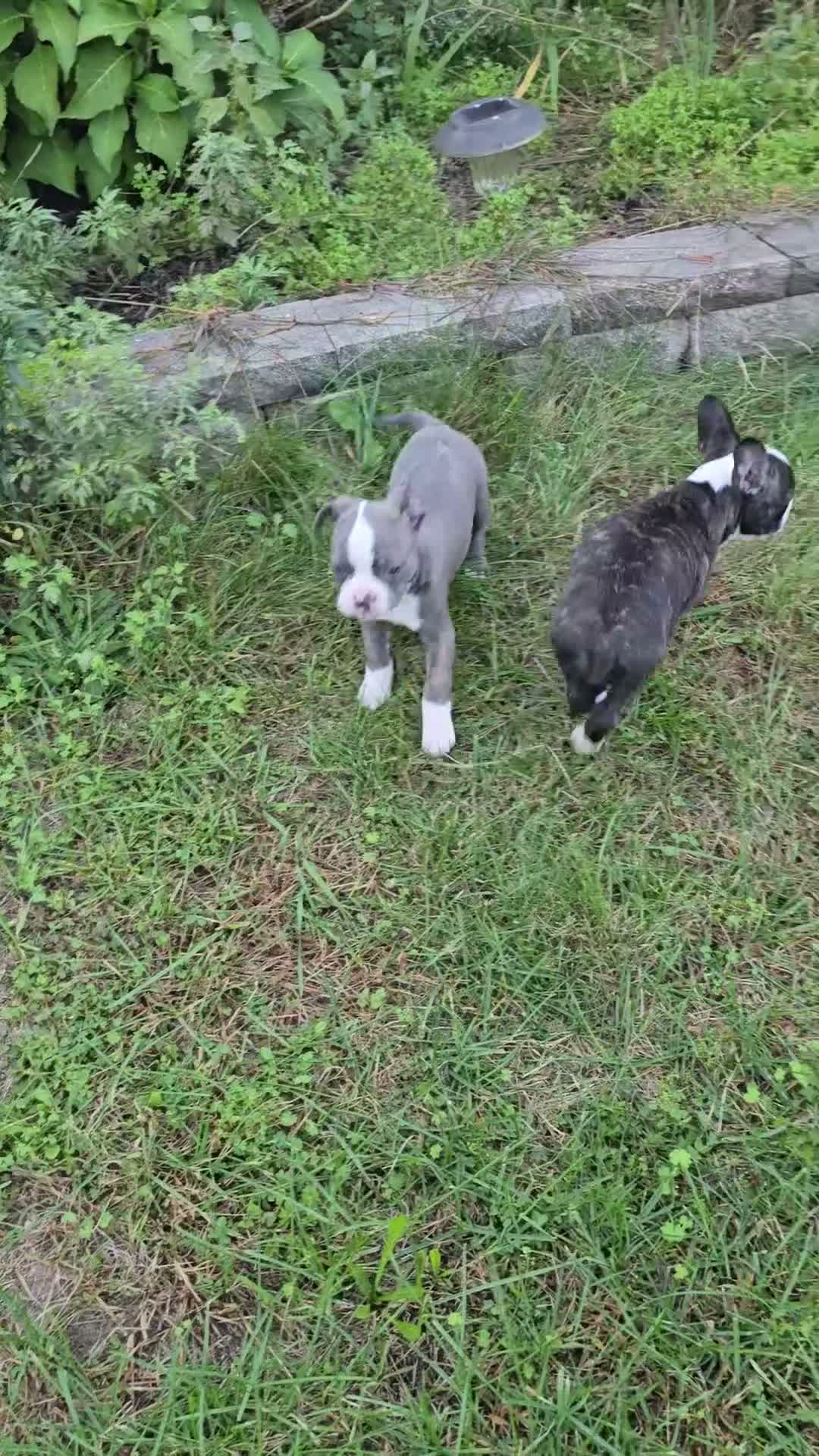 Mixed Breed dogs for sale: Frenchton female #1 - Video 2