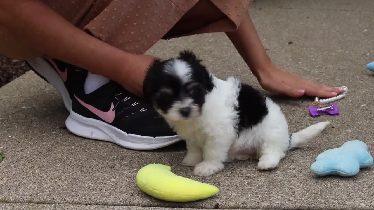 Cavachon dogs for sale: Lana - Video 1